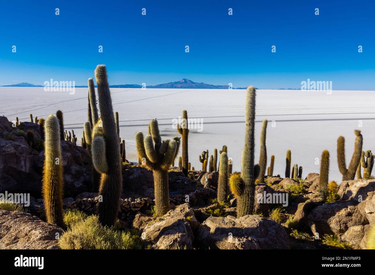 Cacti of the Uyuni Salt Flats, Bolivia, South America Stock Photo