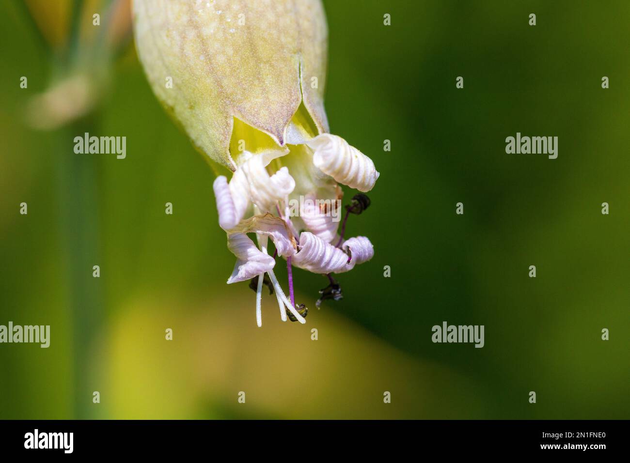 Silene vulgaris, Bladder Campion with copy space and a Natural background in landscape mode Stock Photo