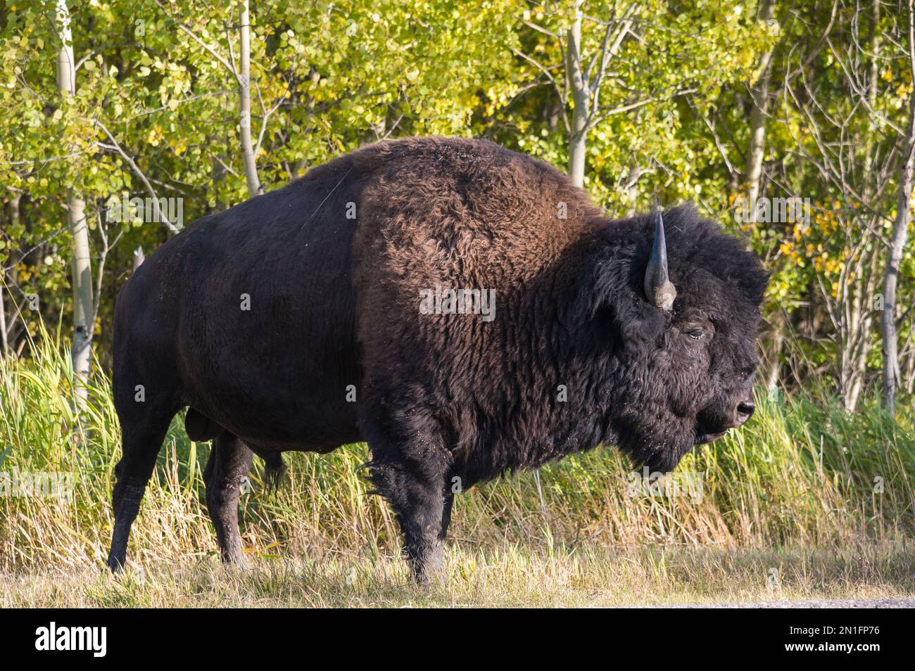 Wild plains bison grazing at the edge of the forest in autumn, Elk Island National Park, Alberta, Canada, North America Stock Photo
