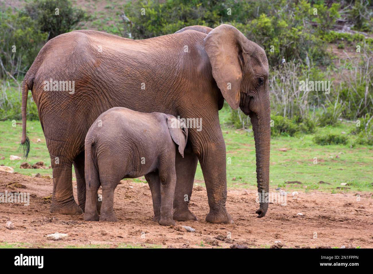 Mother elephant feeding baby Stock Photo Alamy
