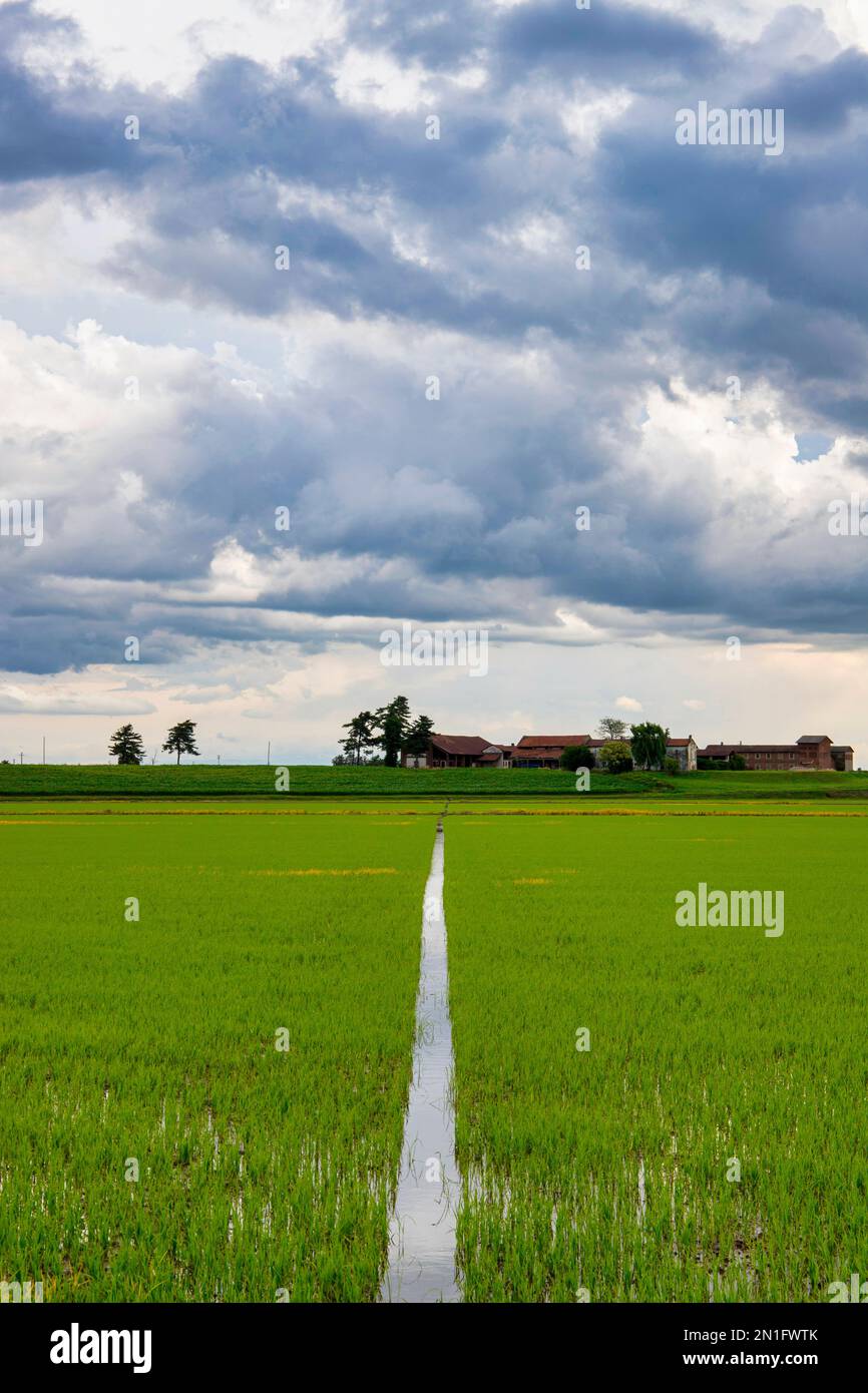 Fields and rice fields on a summer day, under a stormy sky, Novara, Po Valley, Piedmont, Italy, Europe Stock Photo