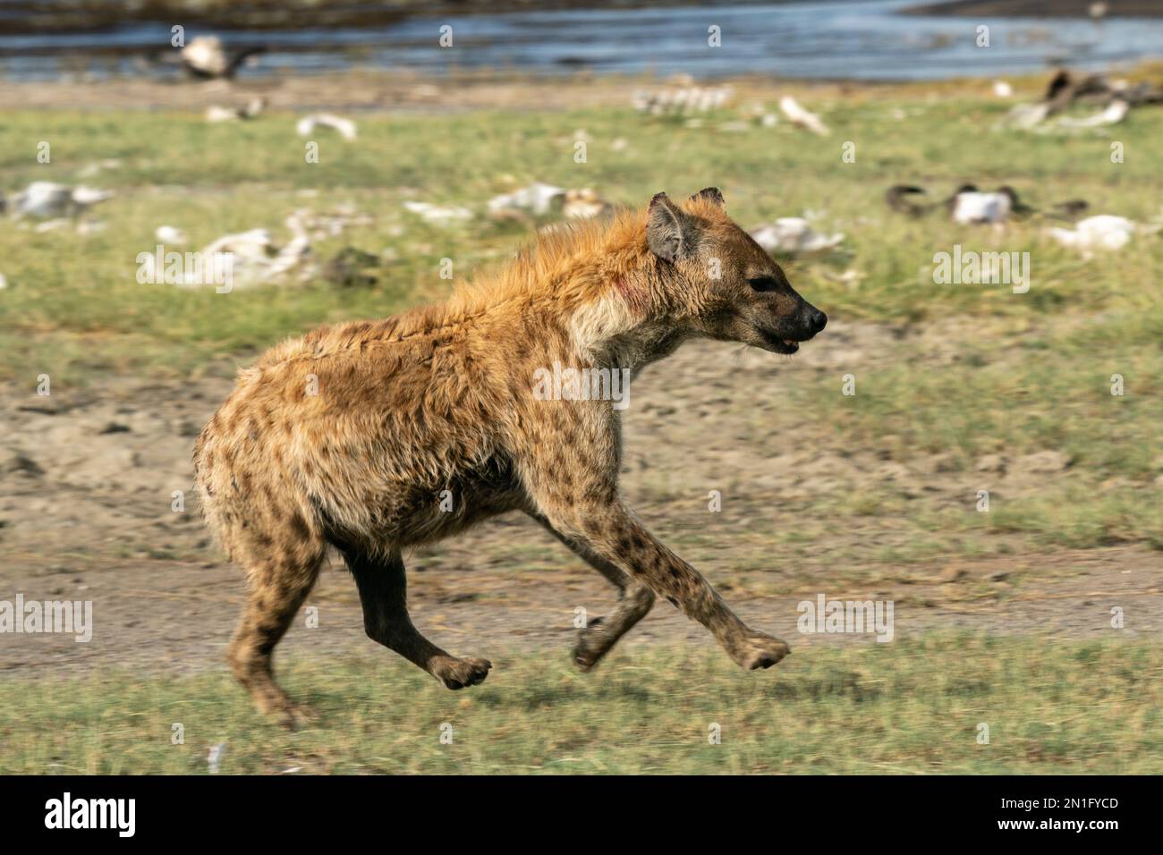 Hyena (Crocuta crocuta), Ndutu Conservation Area, Serengeti, Tanzania, East Africa, Africa Stock Photo