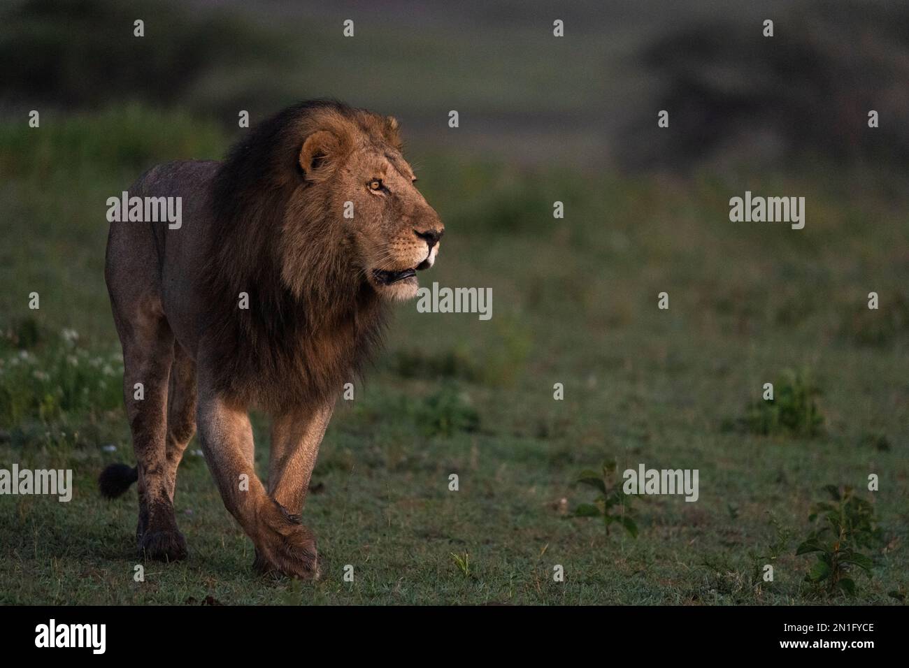 Lion (Panthera leo), Ndutu Conservation Area, Serengeti, Tanzania, East Africa, Africa Stock Photo