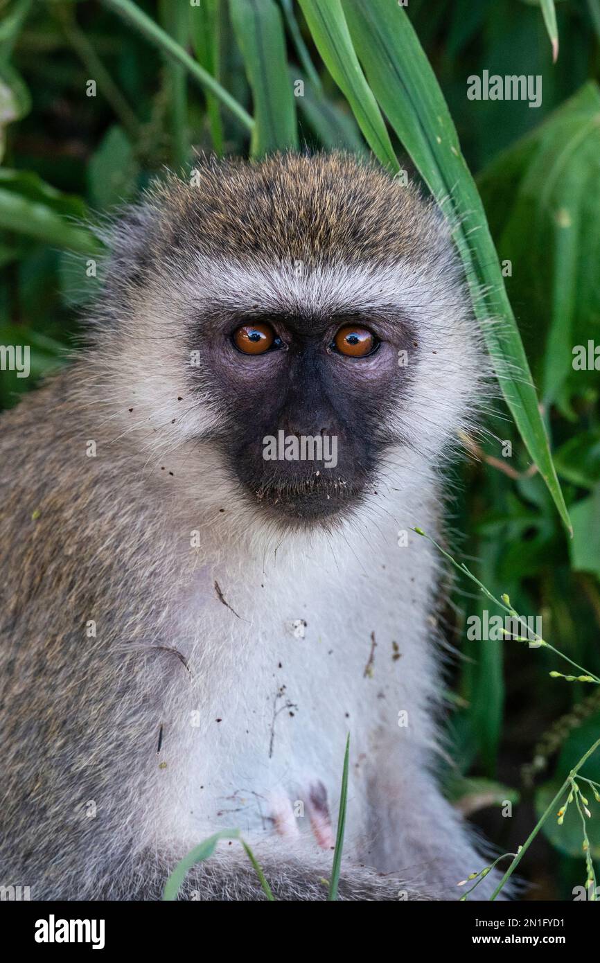 Vervet monkey (Chlorocebus pygerythrus) portrait, Lake Manyara National Park, Tanzania, East Africa, Africa Stock Photo