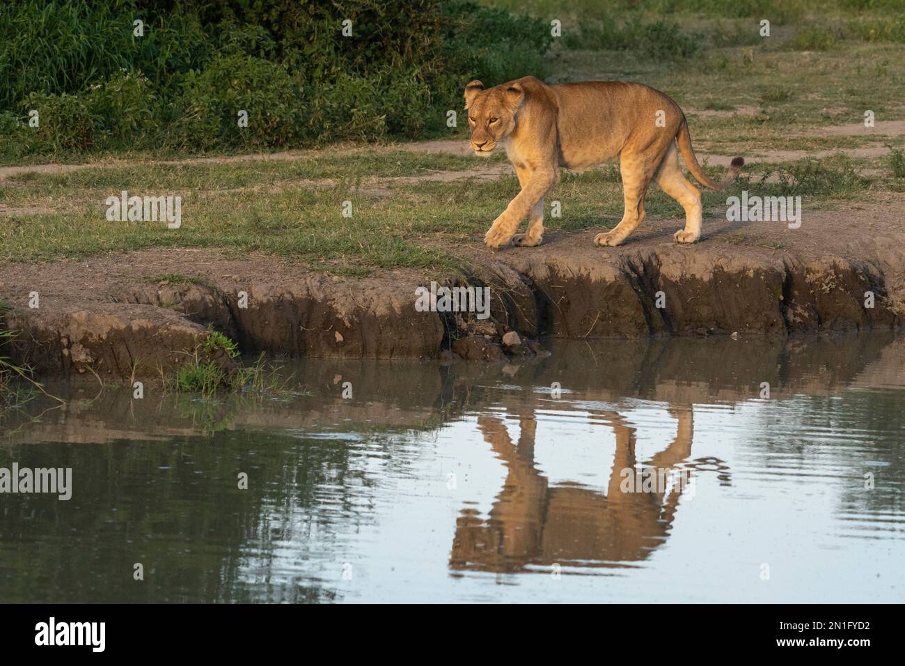 Lioness (Panthera leo), Ndutu Conservation Area, Serengeti, Tanzania, East Africa, Africa Stock Photo