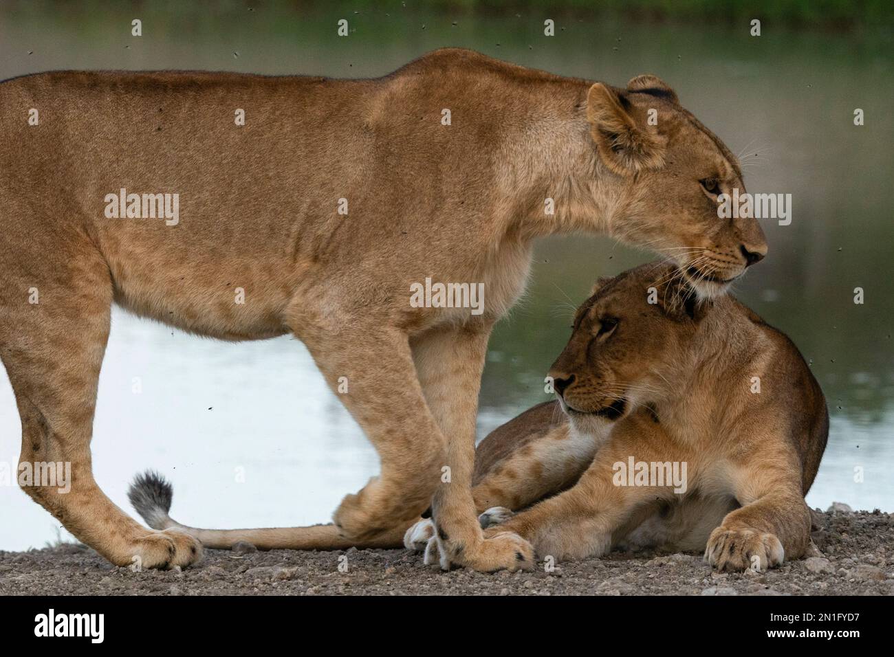 Lioness (Panthera leo), Ndutu Conservation Area, Serengeti, Tanzania, East Africa, Africa Stock Photo