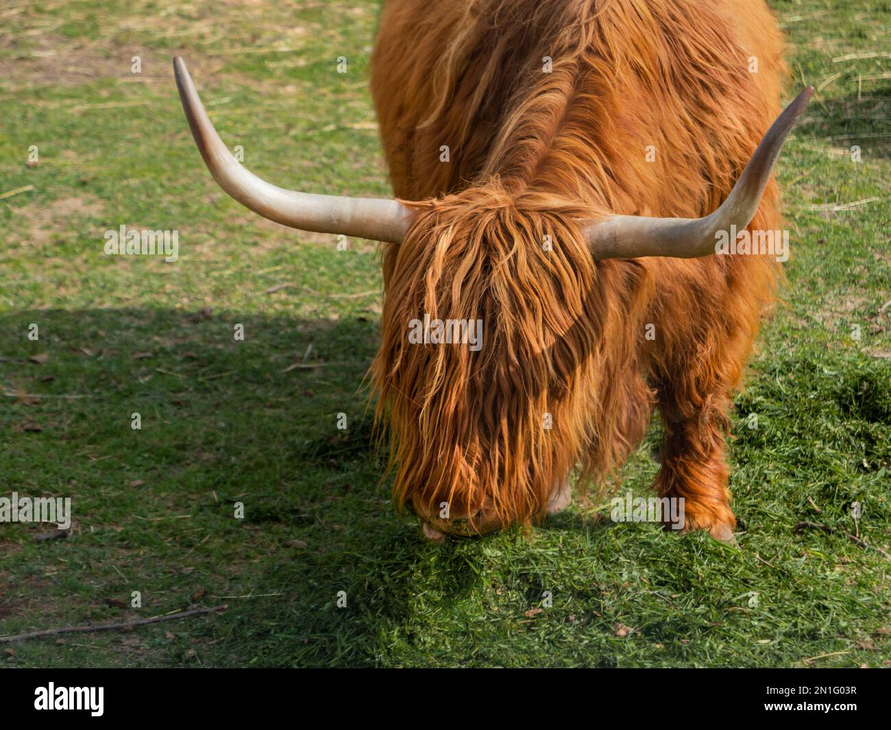 Highland Scottish breed of rustic cattle. Furry cows eat fresh grass in
