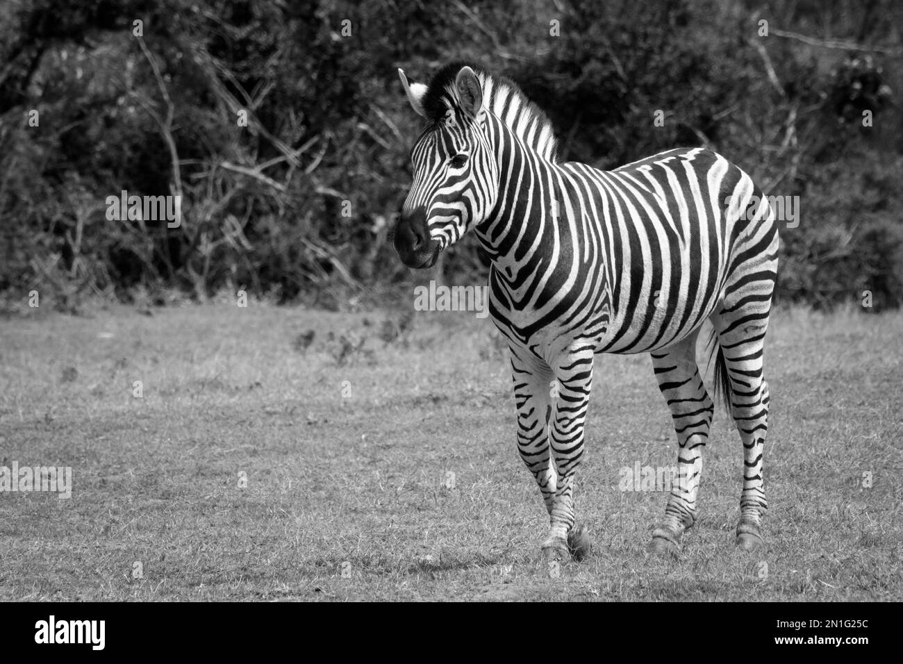 Zebra alert Black and White Stock Photos & Images - Alamy