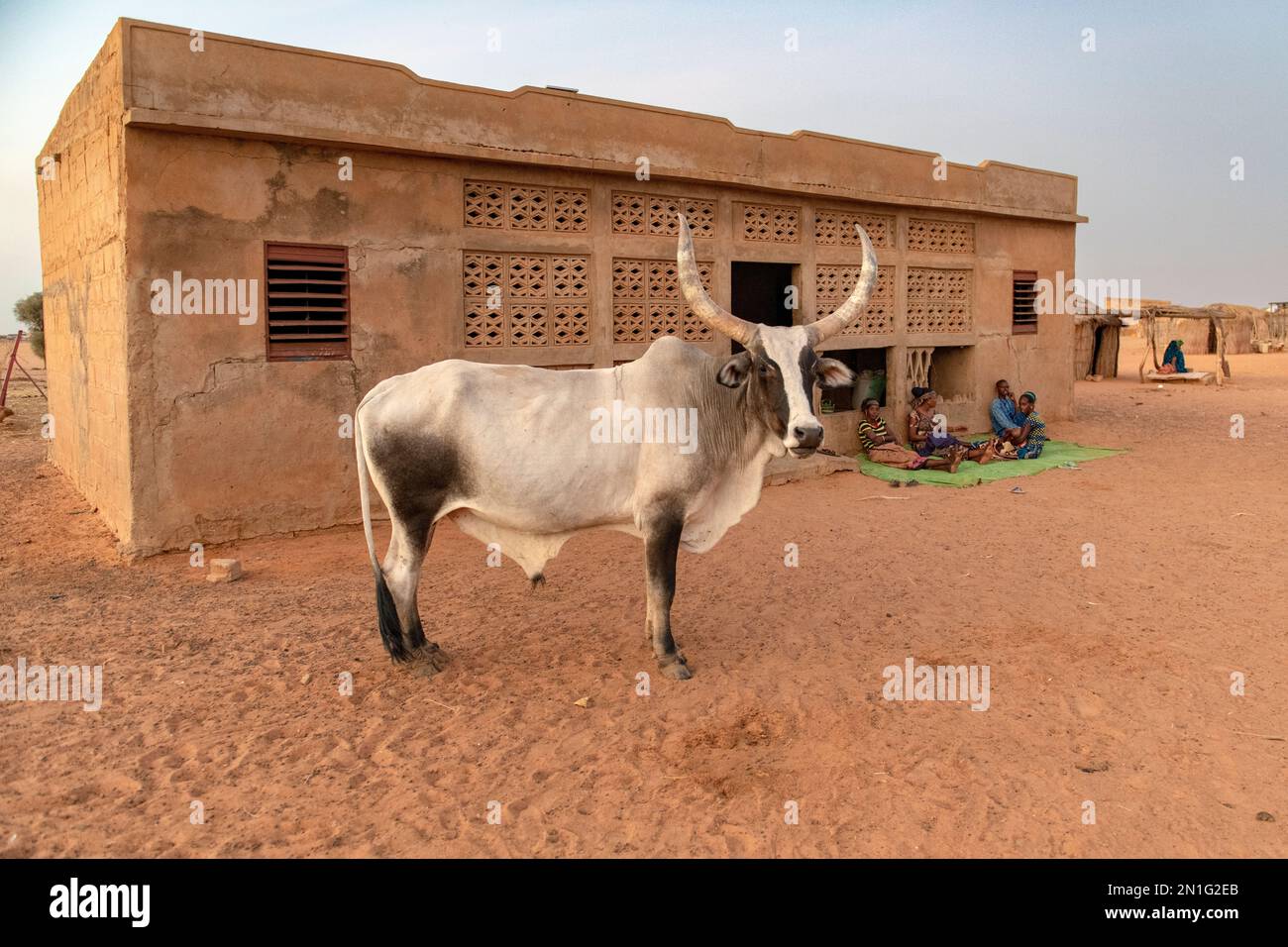 Bull standing in front of a village main house in a rural area of Northern Senegal, West Africa, Africa Stock Photo