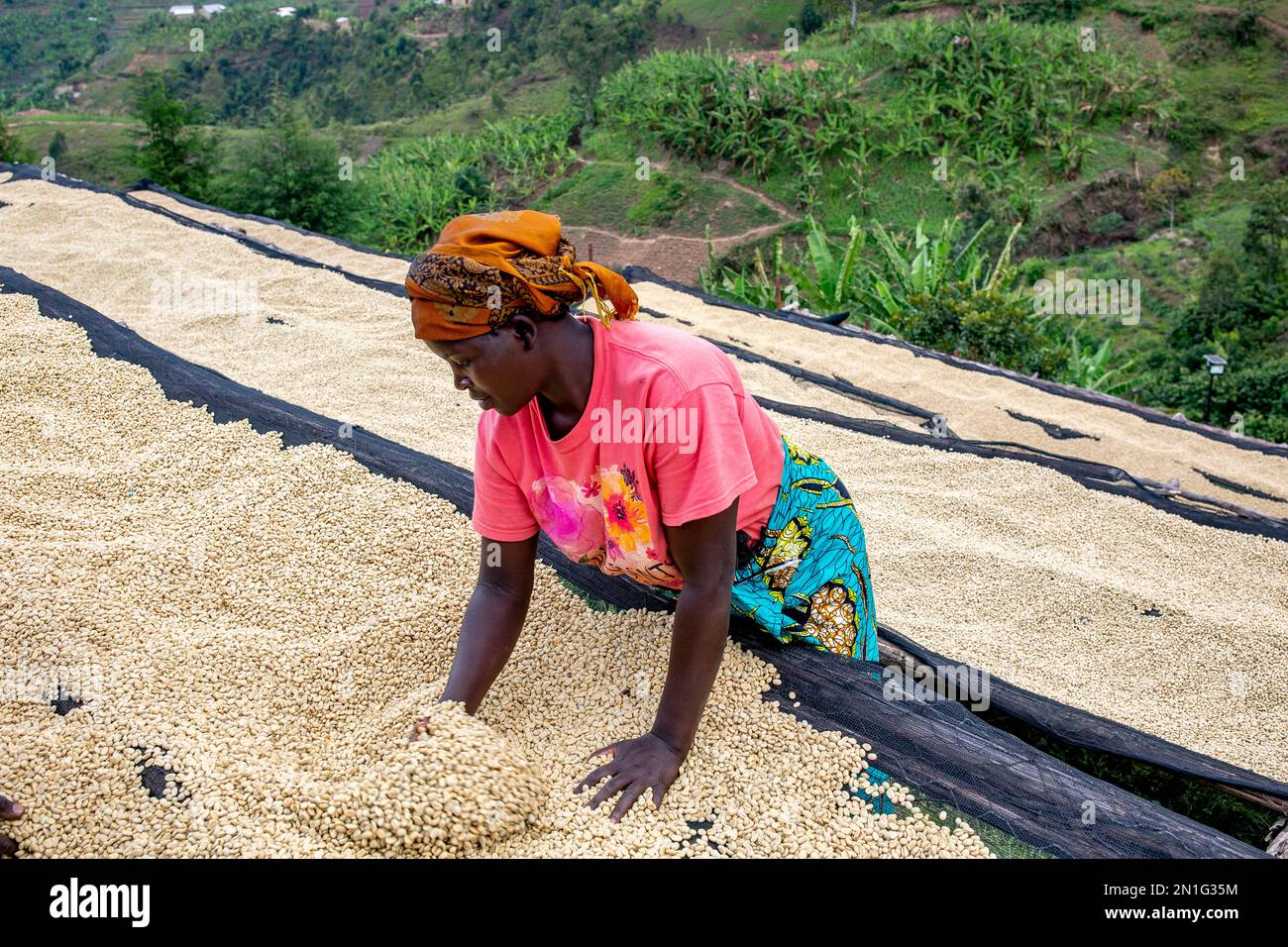 Abakundakawa Coffee Grower's Cooperative, Minazi coffee washing station, Gakenke district, Rwanda, Africa Stock Photo