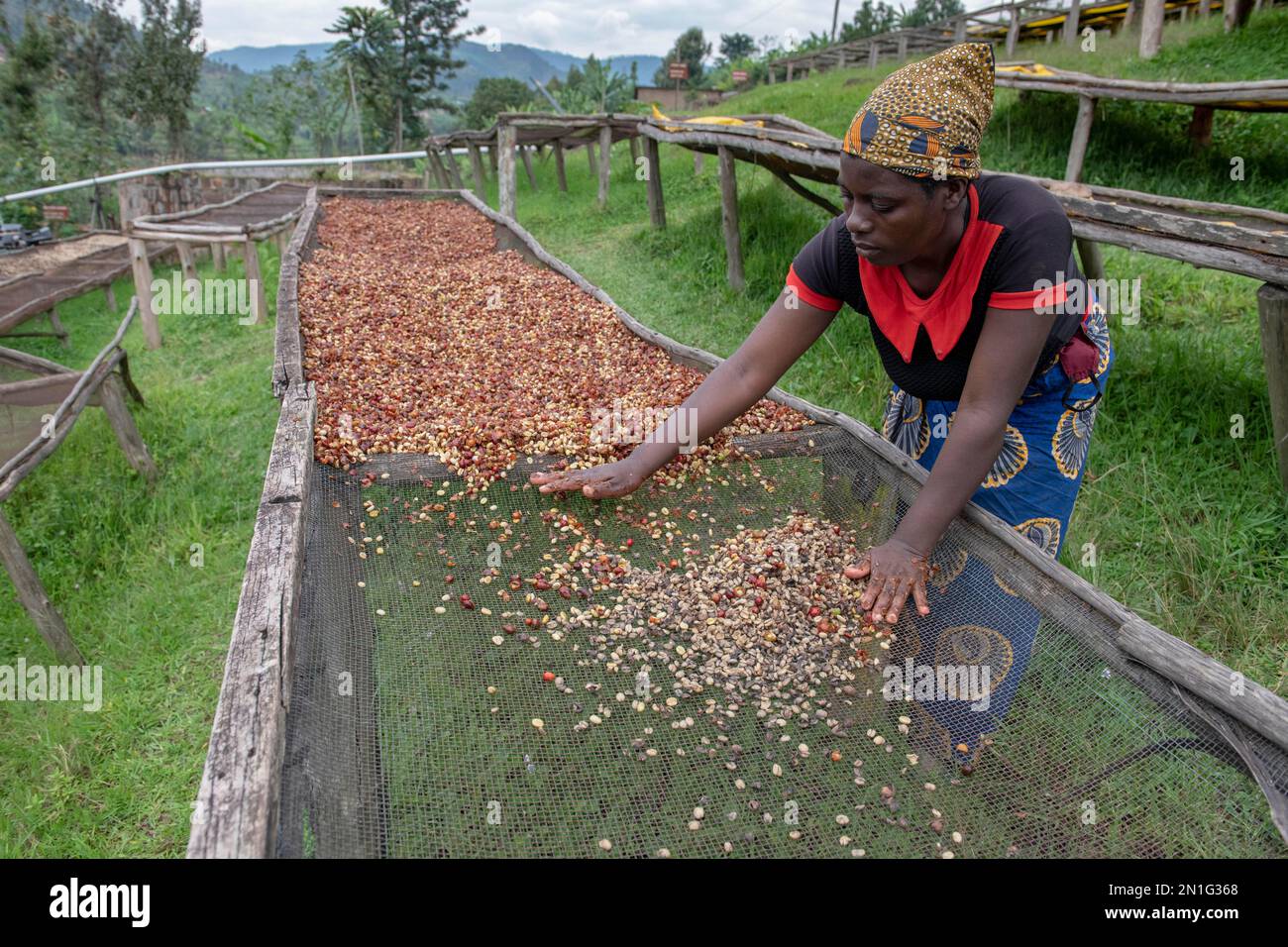 Abakundakawa Coffee Grower's Cooperative, Minazi coffee washing station, Gakenke district, Rwanda, Africa Stock Photo