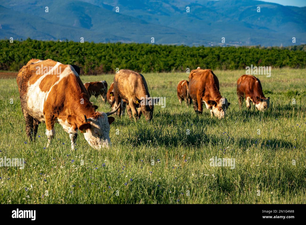Cattle in Zallq, Istog province, Kosovo, Europe Stock Photo - Alamy