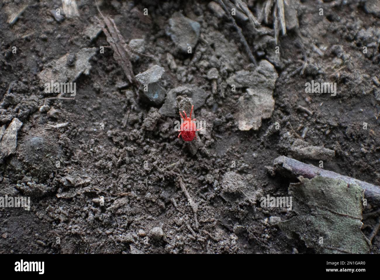 A red rain bug (Trombidiidae) on the soil Stock Photo