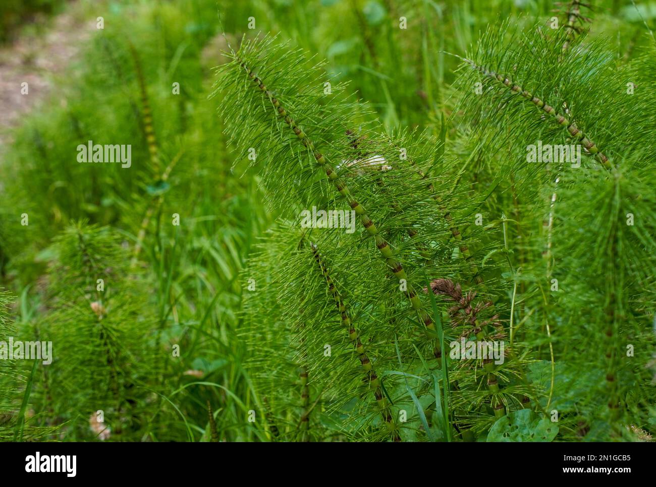 Common Horsetail, Equisetum Arvense in a forest in the south of France, Europe Stock Photo