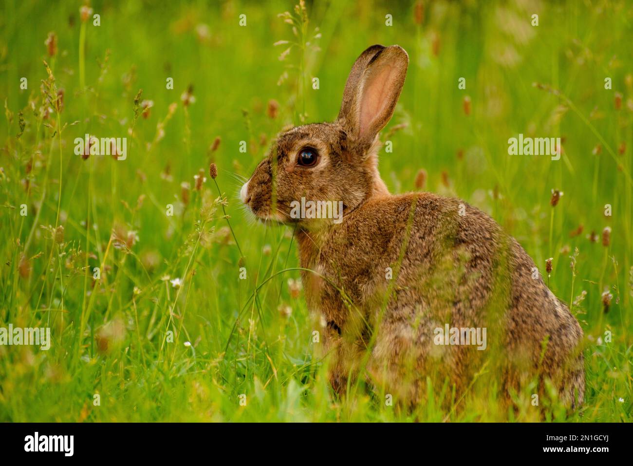 Cute Wild Brown Rabbit Walking in the green field on a sunny