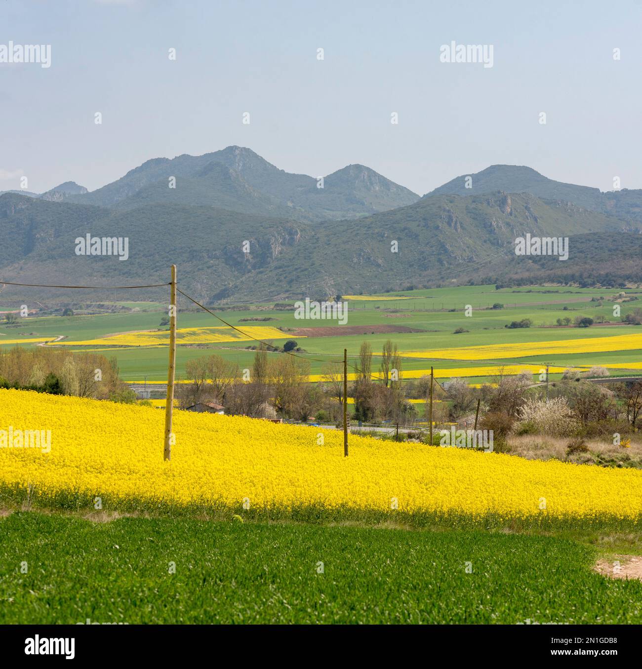 Yellow rapeseed field in spanish countryside. Basque country, Lower Pyrenees, Spain. Stock Photo