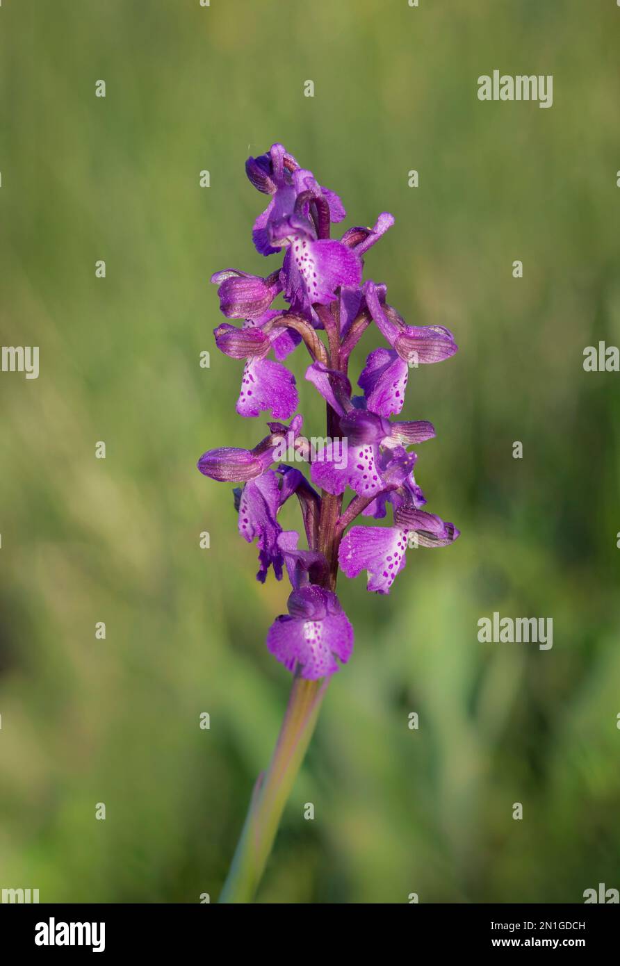 Green-winged orchid, Orchis morio, close-up of flowers, Bordeaux, France. Stock Photo