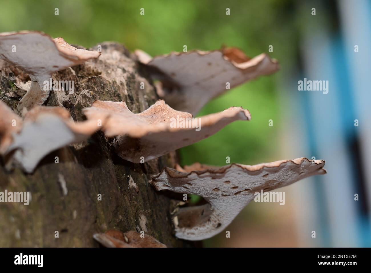 Mossy decayed tree log hi-res stock photography and images - Alamy