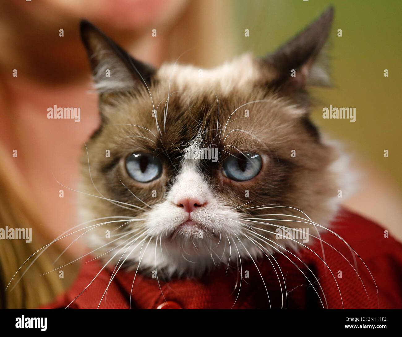Pet Celebrities: How Grumpy Cat Became a Household Name - ABC News