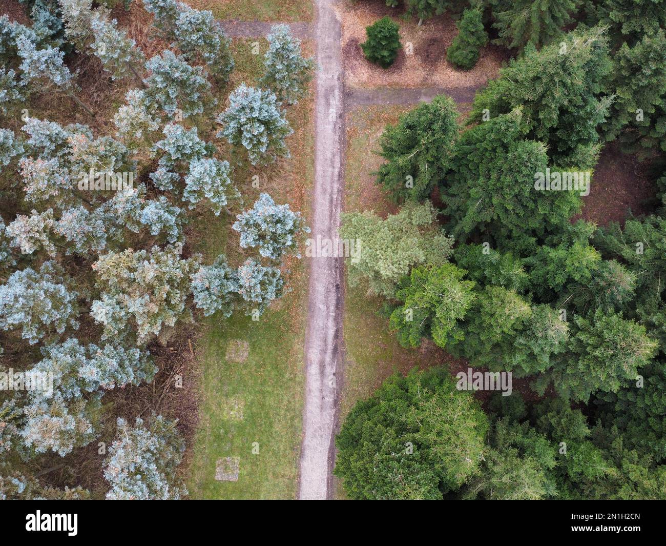 An aerial view of forest with dense trees Stock Photo - Alamy