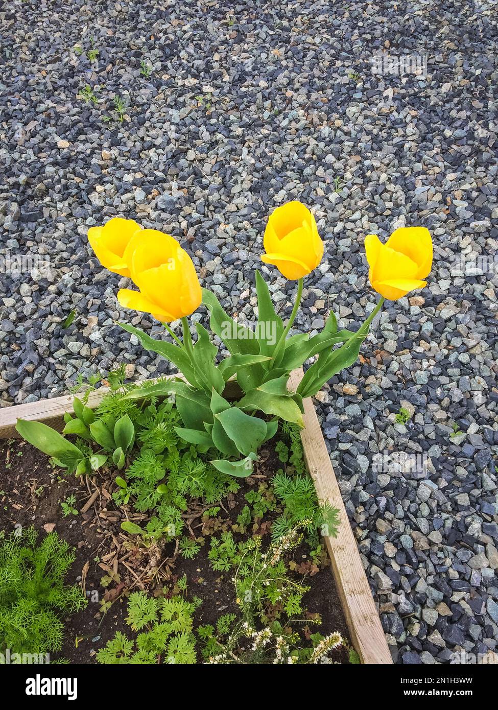 Blossoming yellow tulips growing in the corner of the flower bed Stock ...