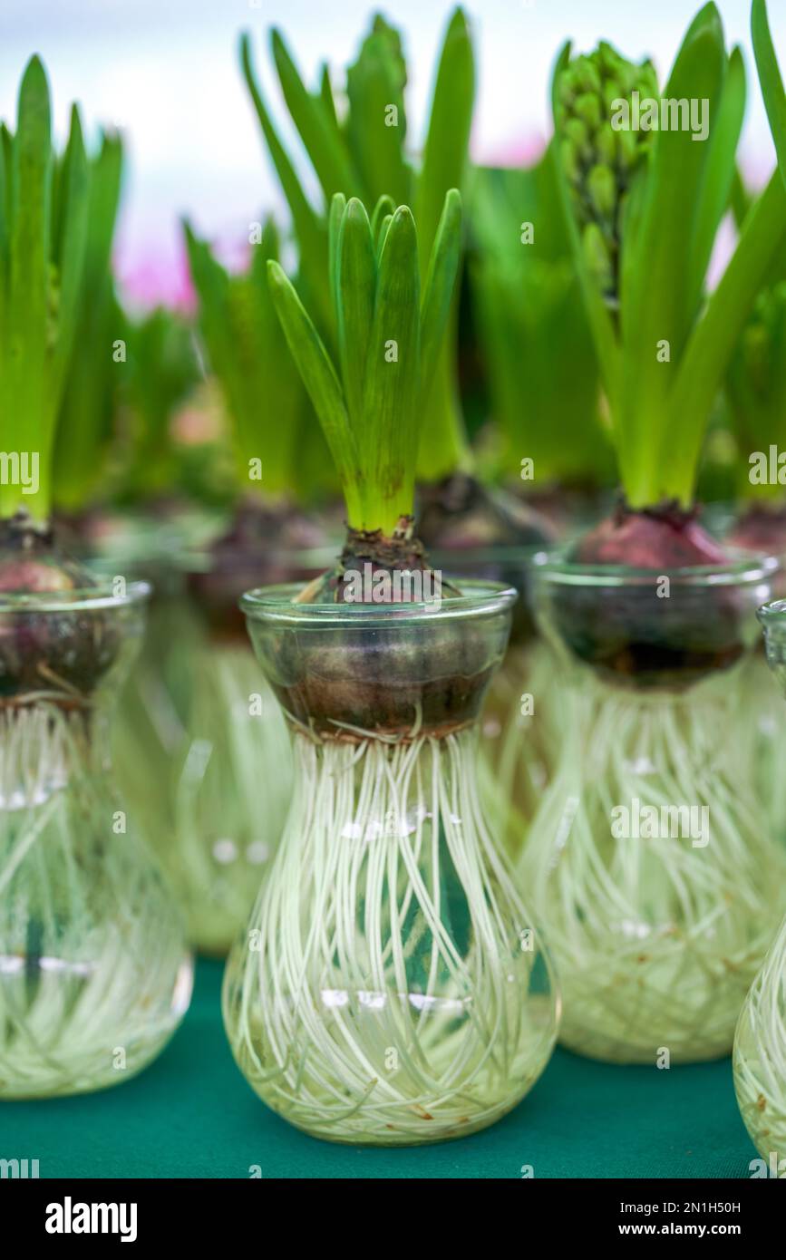 Easy Plants Ryzomatic Hydroponic garden plants roots hi-res stock photography and images - Alamy