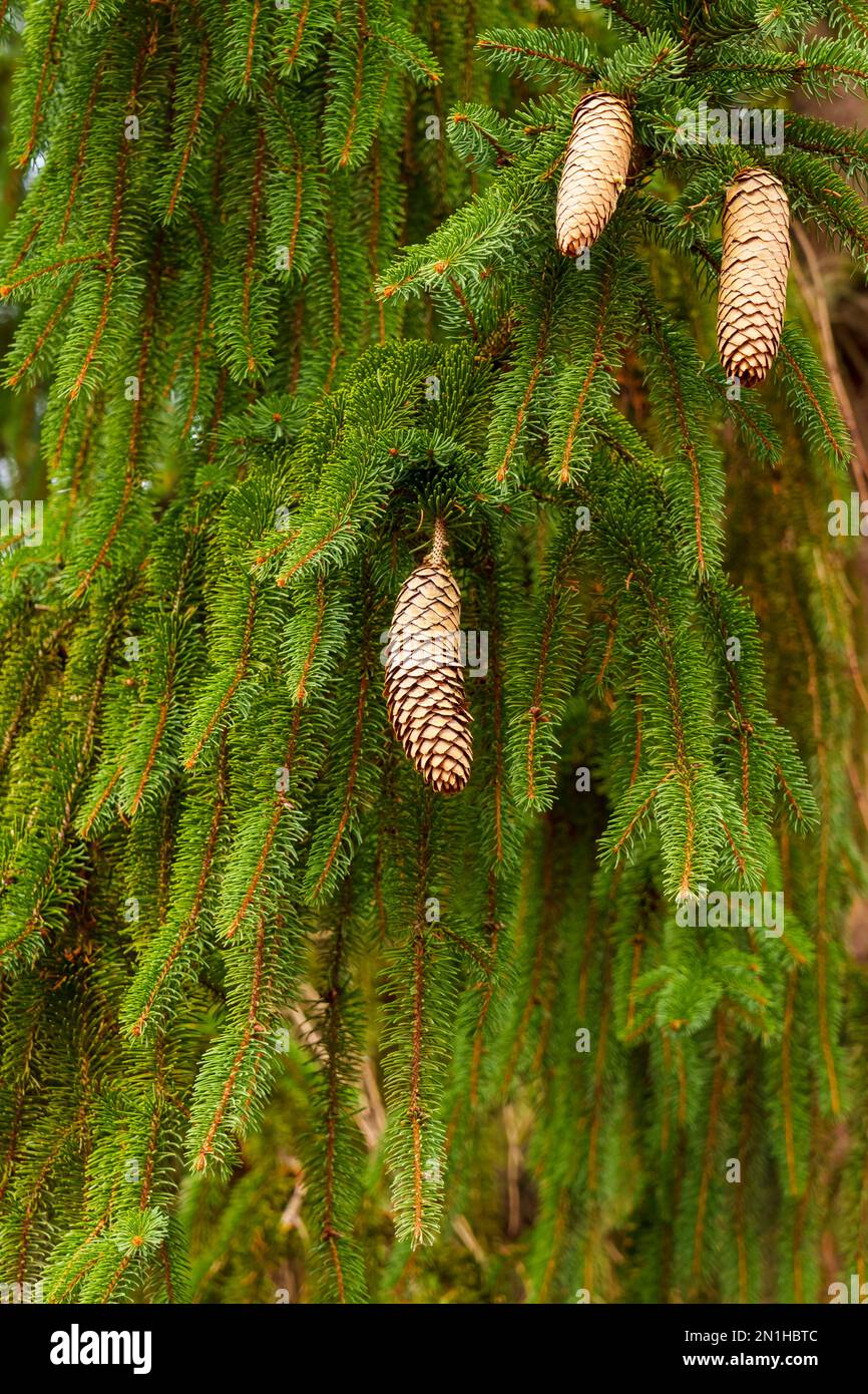 European spruce cones on an evergreen tree with lush coniferous needles Stock Photo