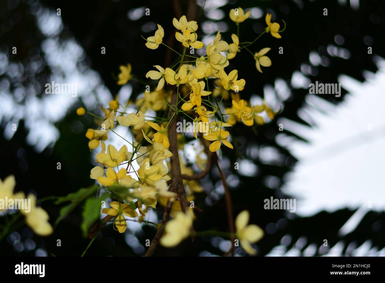 Flowers of the golden shower tree Stock Photo