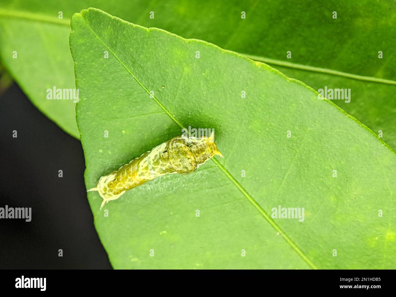 Close shot of the common mormon caterpillar on a green leaf Stock Photo ...