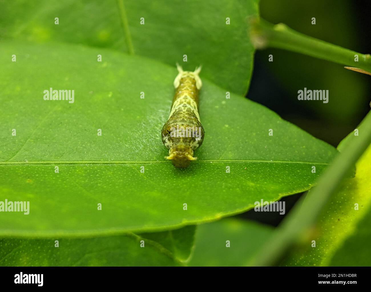 Close shot of the common mormon caterpillar on a green leaf Stock Photo ...