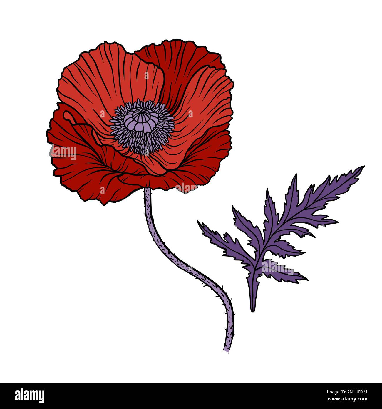 Blooming bright red poppy flowers with stem Vector Image