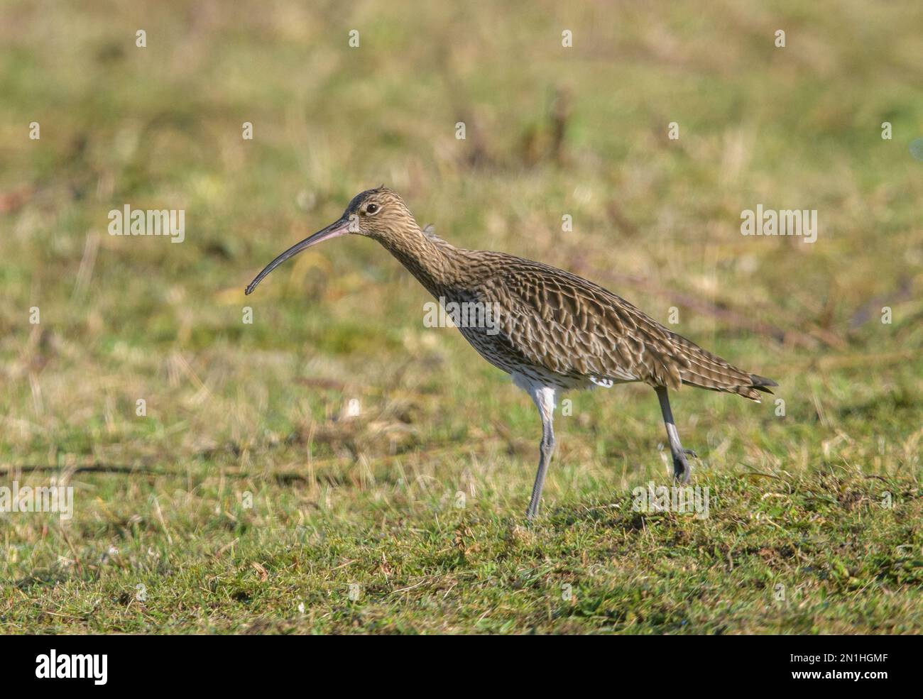 Curlew (Numenius arquata Stock Photo Alamy