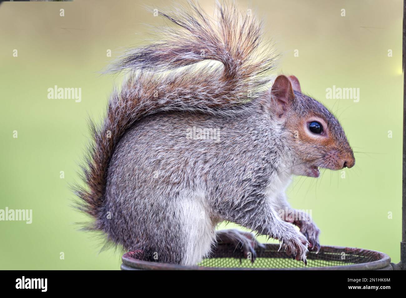 A side view of a grey Squirrel, Sciurus carolinensis side view with its mouth open and its tailed running up its back and curling at the end Stock Photo