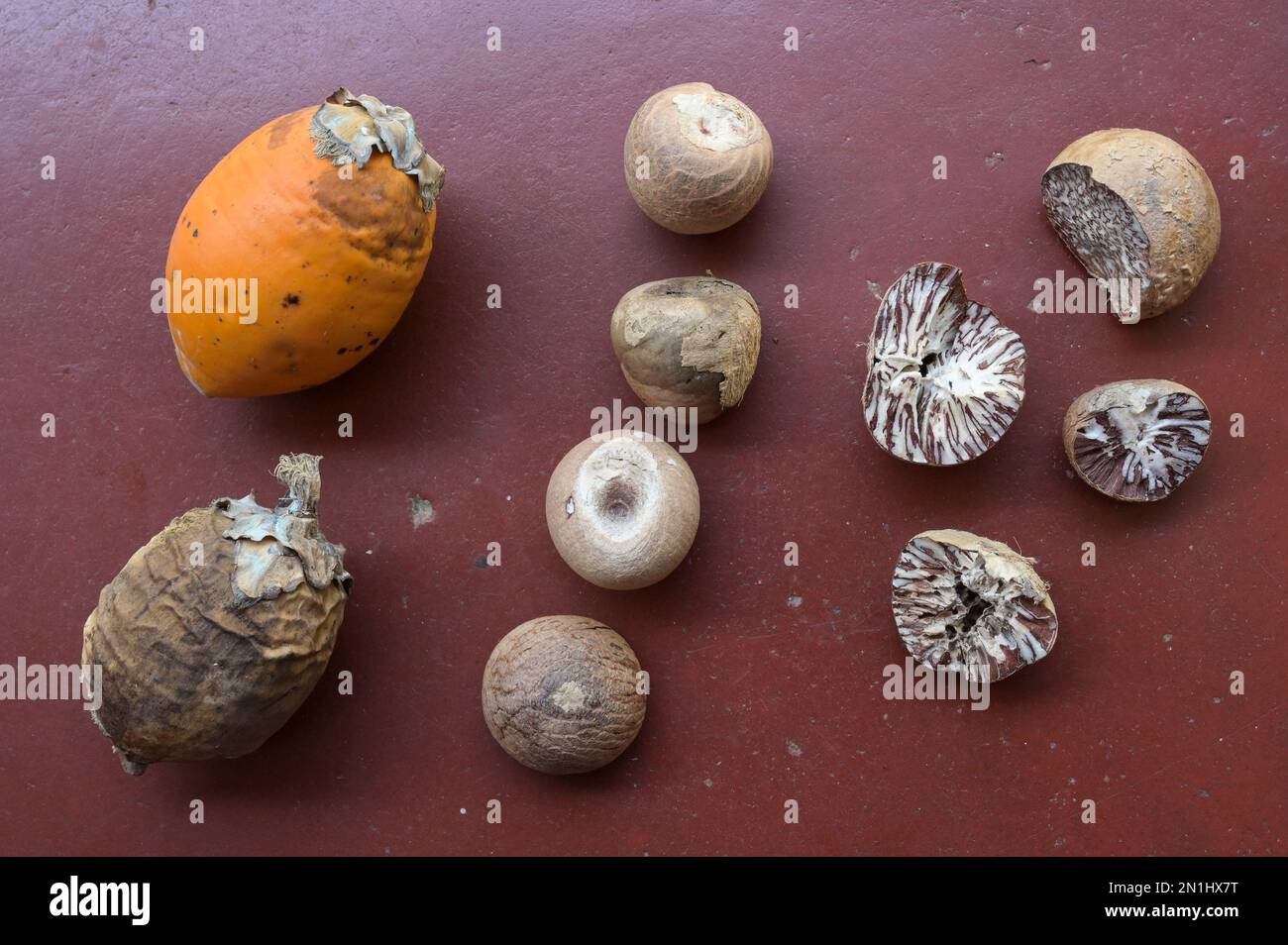 india-karnataka-mudbidri-betel-nut-or-areca-nut-plantation-betelnut