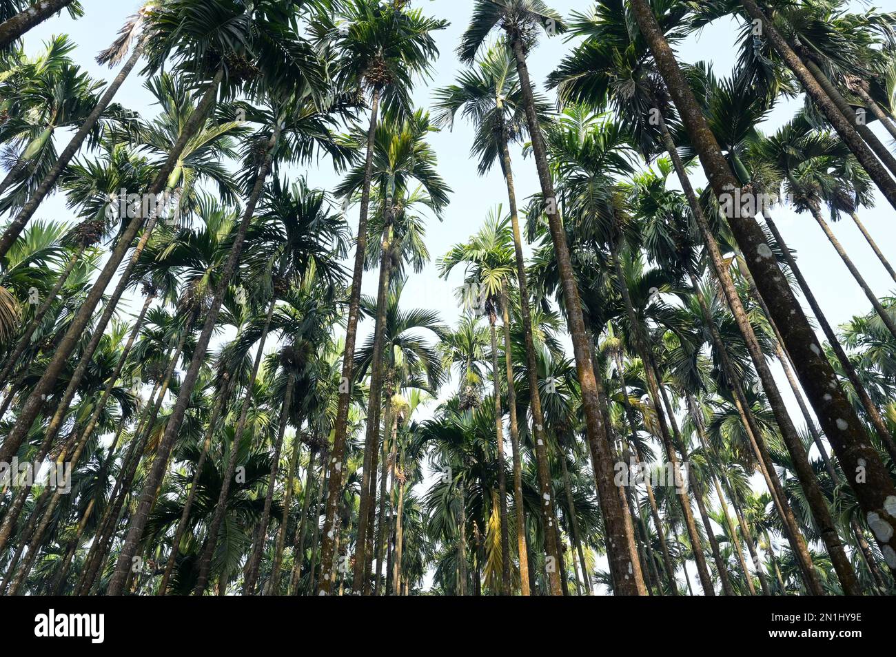 INDIA, Karnataka, Mudbidri, Betel nut or areca nut plantation, betelnut is the fruit of the Areca palm tree, it is used as a chewing drug with betel pepper and other ingredient, areca contains alkaloids, consumption of areca has many harmful effects on health and is carcinogenic to humans Stock Photo