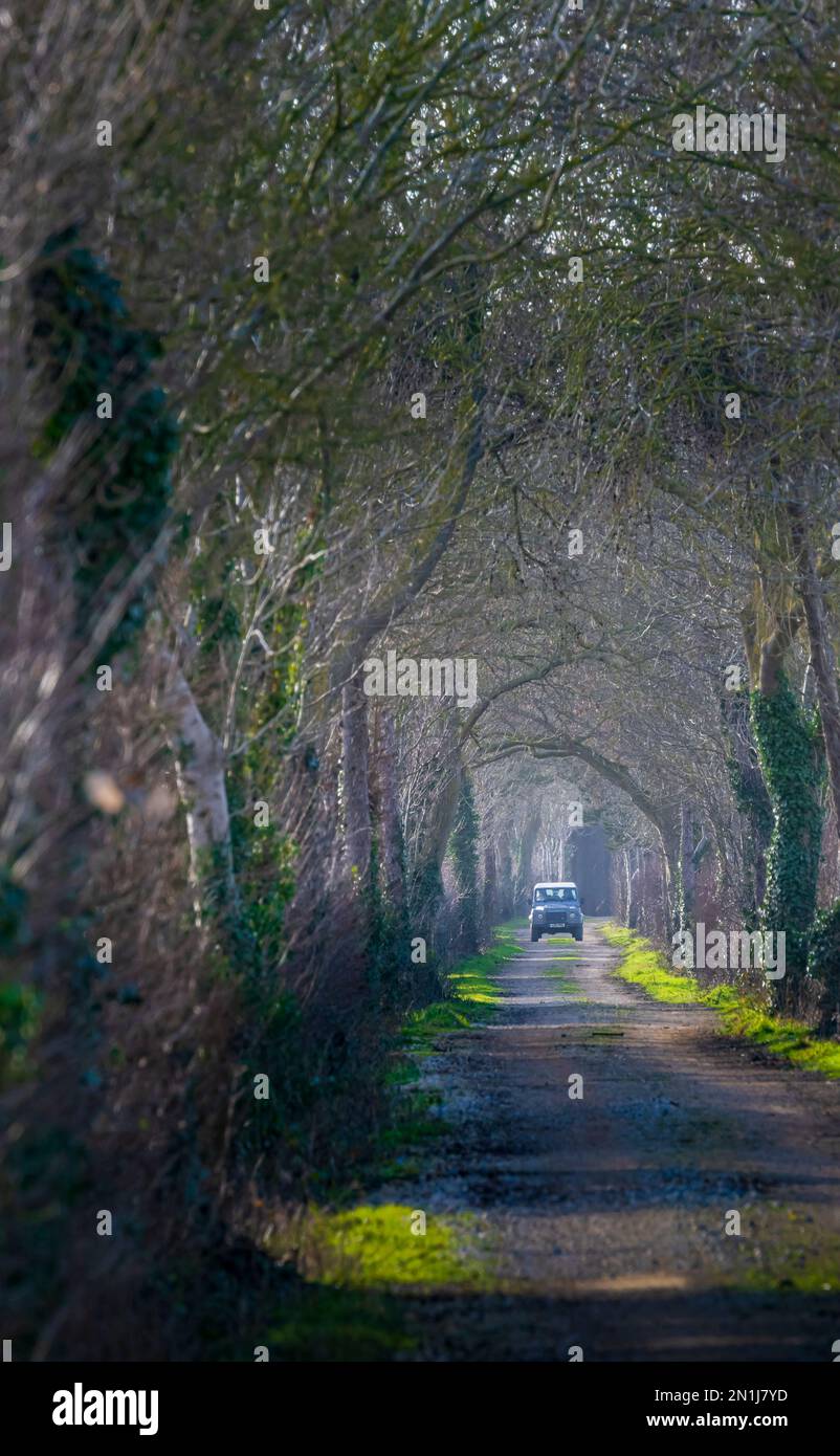 Nocton, Lincolnshire – Looking down an avenue of trees with mist rising on a winter evening at sunset with a Land Rover Defender approaching Stock Photo