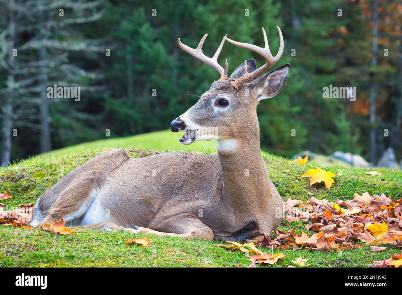 A beautiful shot of a Columbian whitetailed deer in Parc Omega in