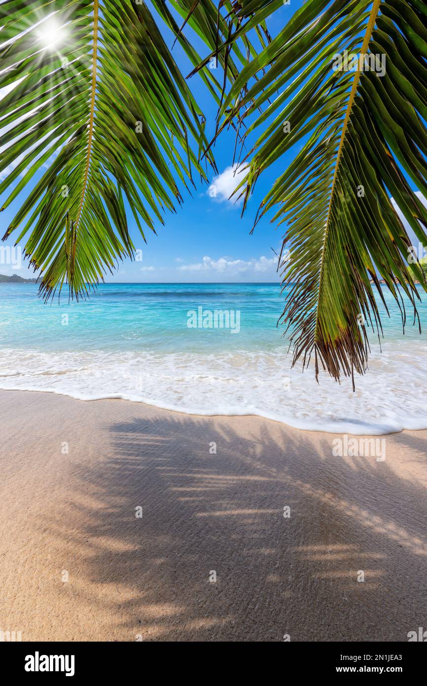 The leaves of palm trees in Sunny tropical beach. Stock Photo