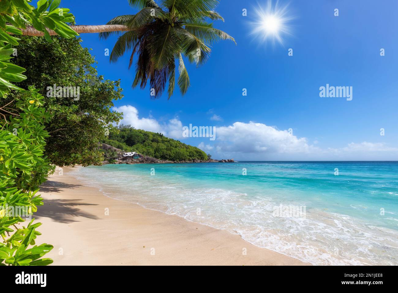 Tropical Sunny beach, coconut palm trees and ocean Stock Photo - Alamy
