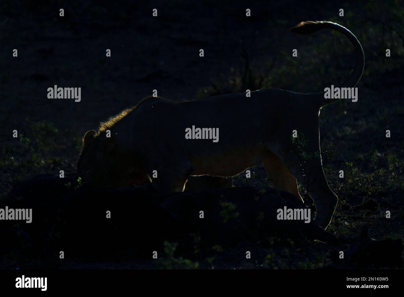 Lion (Panthera leo) backlit silhouette from the setting sun. The animal is feeding on a Cape Buffalo. Bwabwata National Park, Namibia Stock Photo