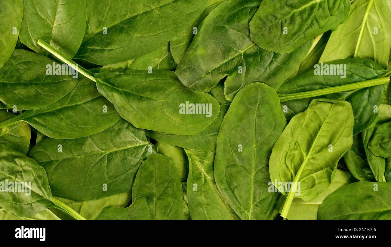Fresh organic spinach leaves as healthy lifestyle and vegan and ...