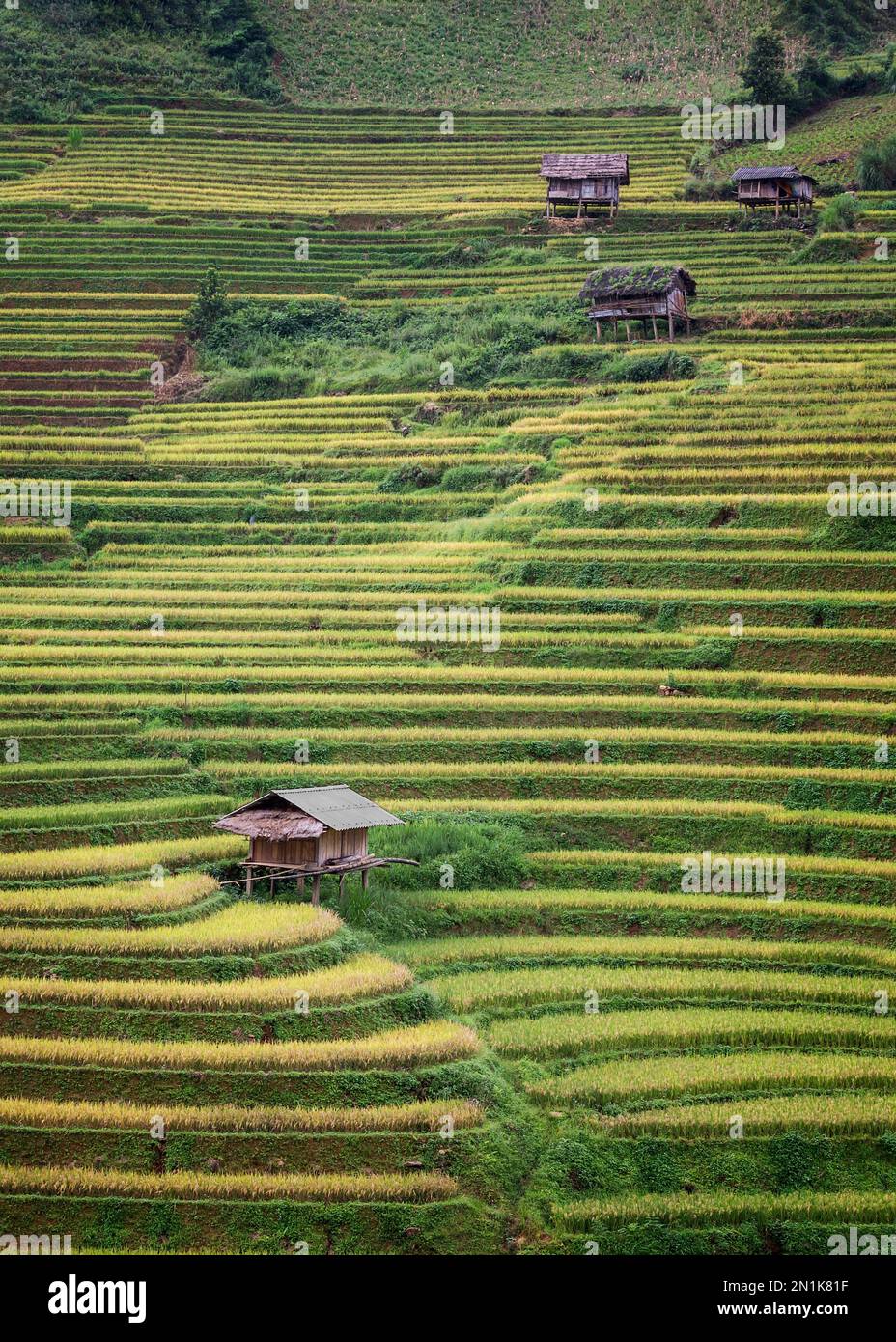 Vietnam Rice Fields Stock Photo Alamy