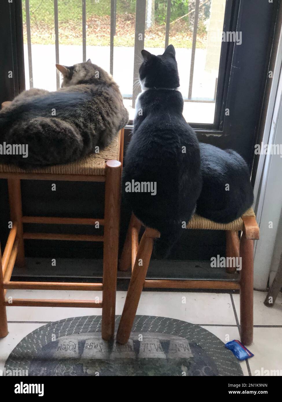 A vertical back view of cats laying on chairs and looking out of a window Stock Photo