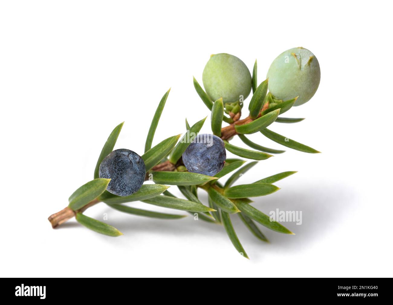 Juniper branch with green and blue berries isolated on white Stock