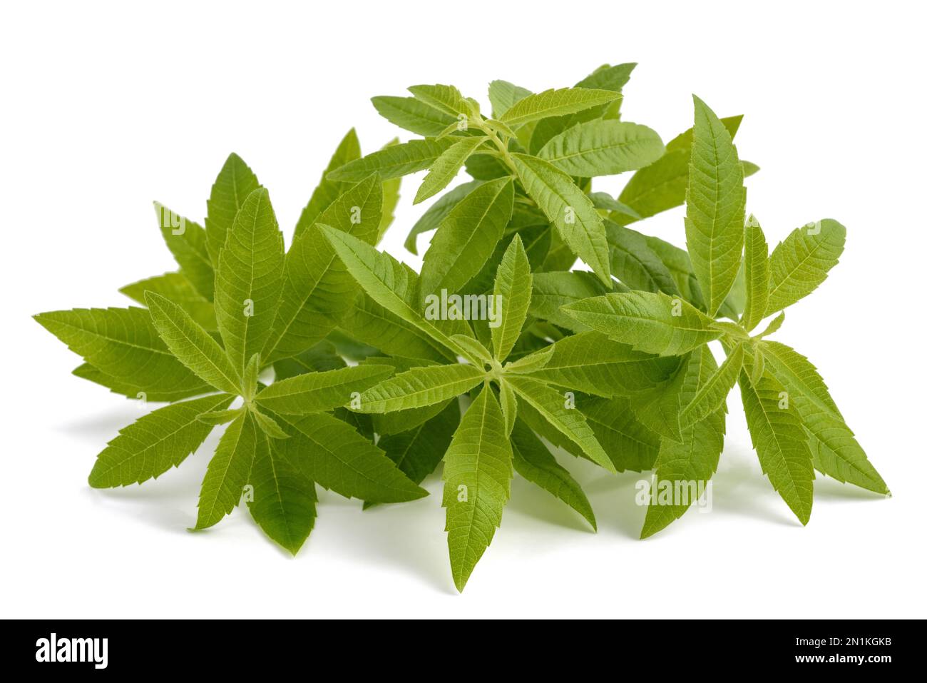 Lemon verbena plants isolated on white background Stock Photo