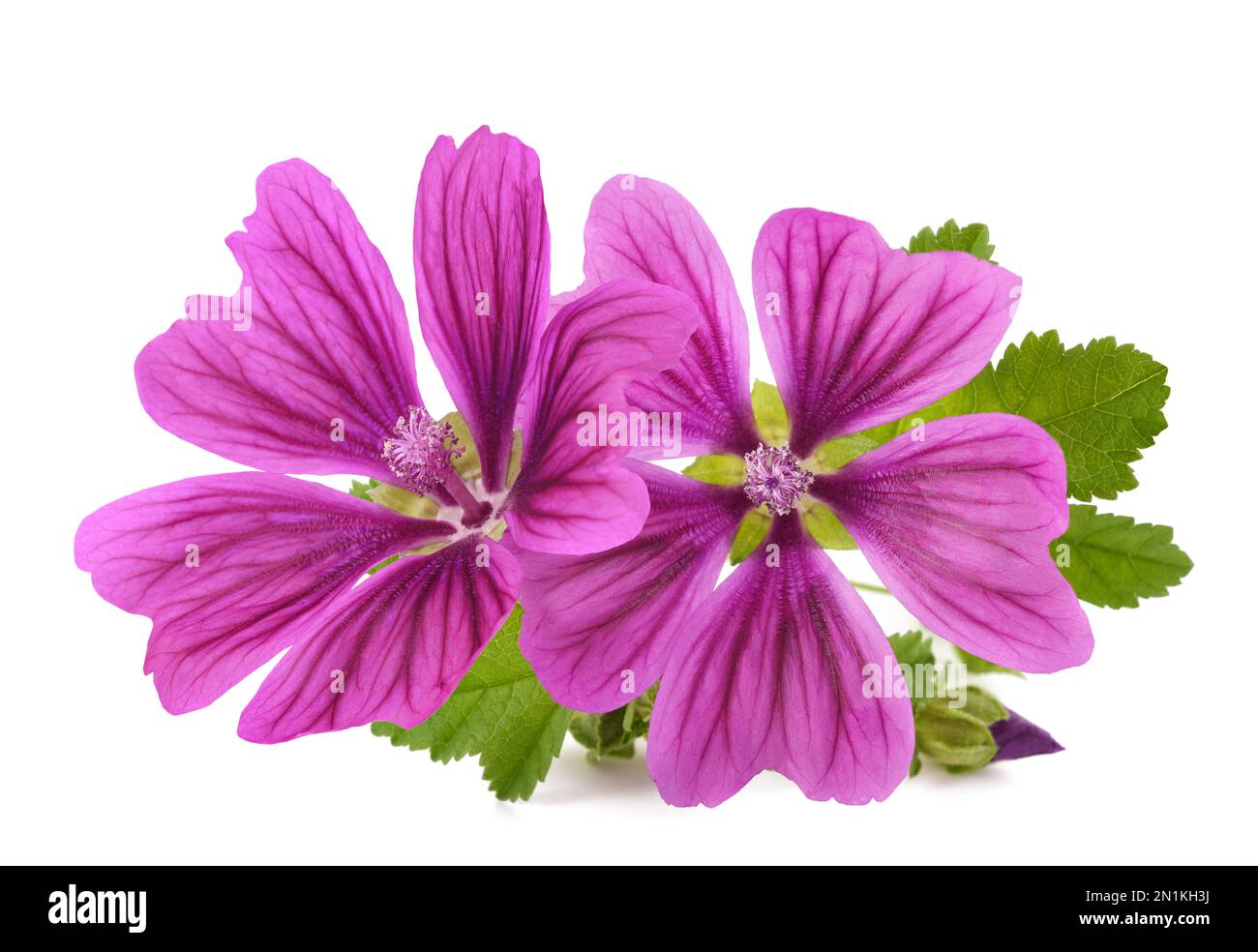 Mallow plant with flowers isolated on white background Stock Photo