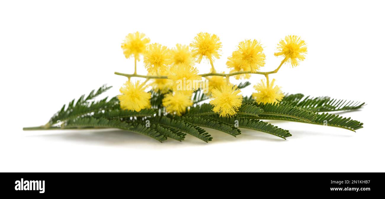 Mimosa flowers isolated on white background. Stock Photo