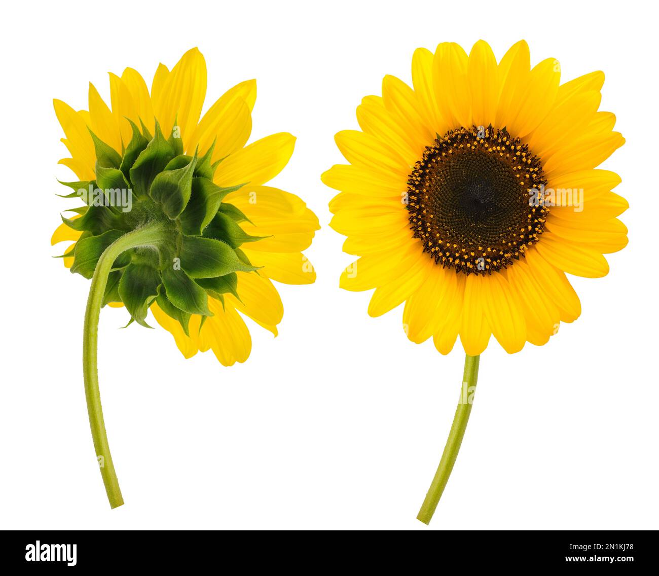 Helianthus annuus common sunflower on hi res stock photography and