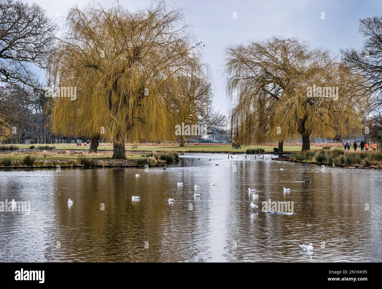 Weeping willow reees (Salix) on edge of pond with birds, Bushy Park