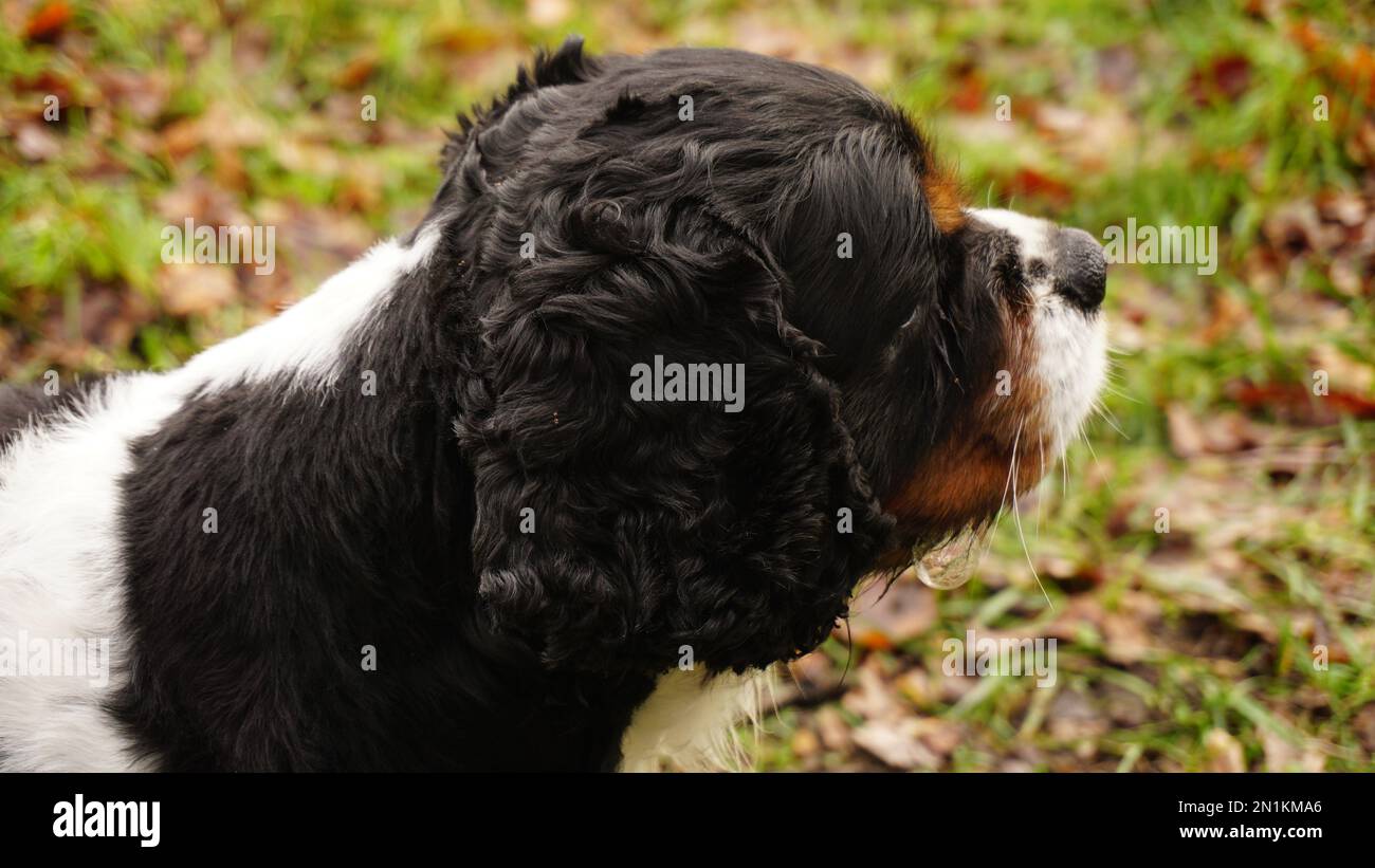 Dog look in the front Stock Photo